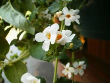 Free Close-up Of Random Flowers Royalty Free Stock Image - 282605746