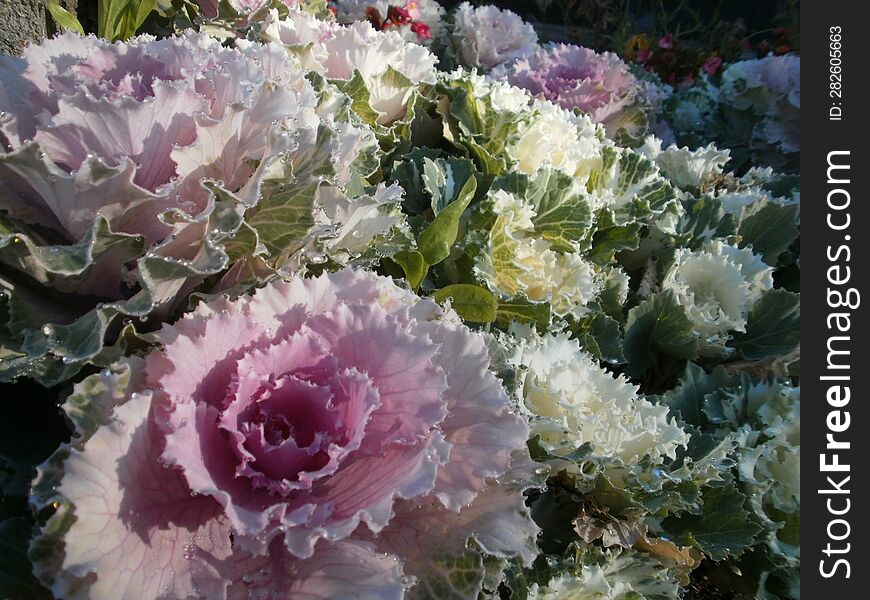 Close-up of cabbage looking flower