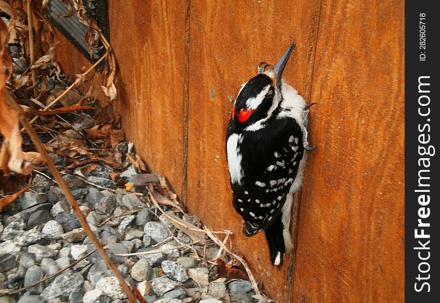 Little woodpecker perched on the side of a house