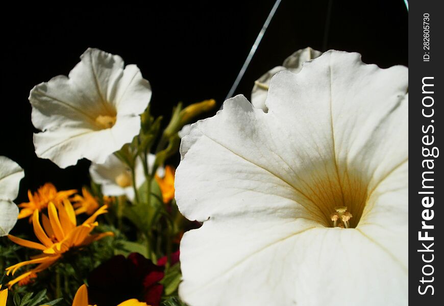 Close-up of random flowers