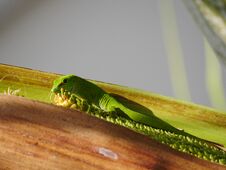 Free Big Green Lizard Feeding In Palm Tree Drupe - Vacoas Mauritius Royalty Free Stock Image - 282657386