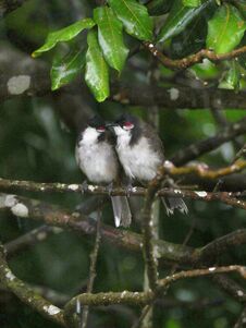 Free Couple Of Red Whiskered Bulbul Birds Perching Under Tree During Gloomy Weather Royalty Free Stock Photography - 282657557