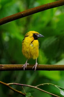 Free Yellow Bird - Cape Canary Perching In Natural Environment Royalty Free Stock Images - 282658329