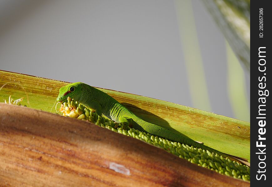 Big green lizard feeding in palm tree drupe - Vacoas Mauritius