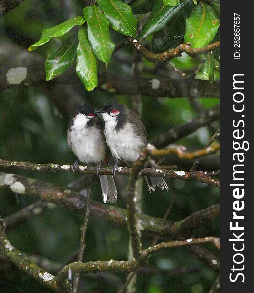 Couple of red Whiskered Bulbul birds perching under tree during gloomy weather