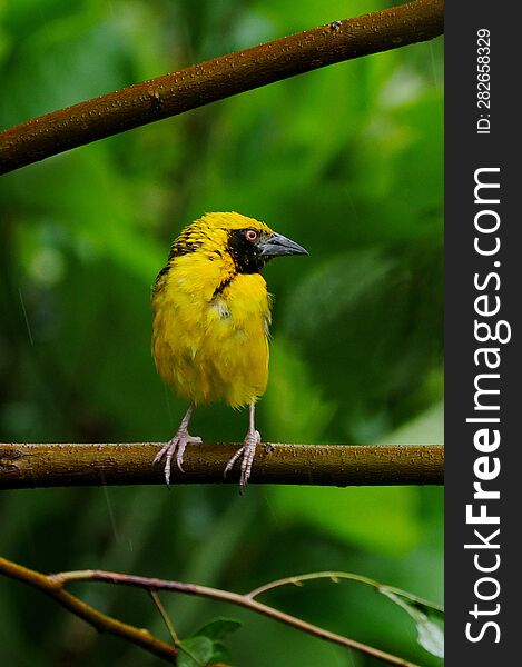 Yellow Bird - Cape Canary Perching In Natural Environment