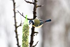 Free Blue Tit Stock Photo - 28270090