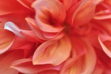 Dahlia Royalty Free Stock Image Dahlia Royalty Free Stock Image