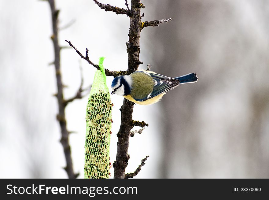 A blue tit, which feeds on the feeder