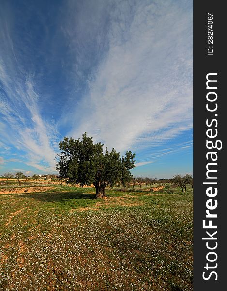 Carob tree alone in the prairie.