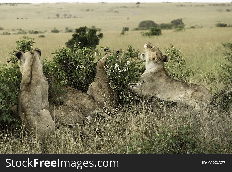 Group Of Young Lions