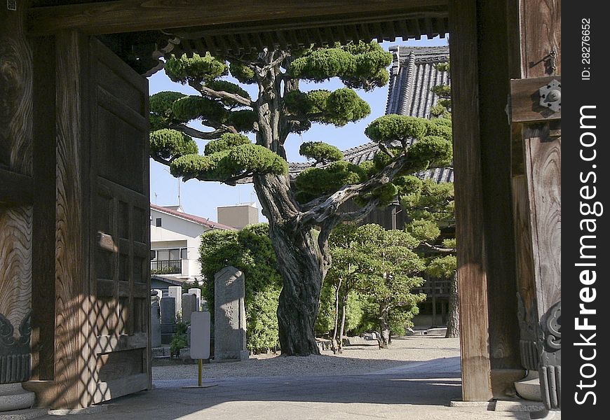 Japanese temple gate with big tree