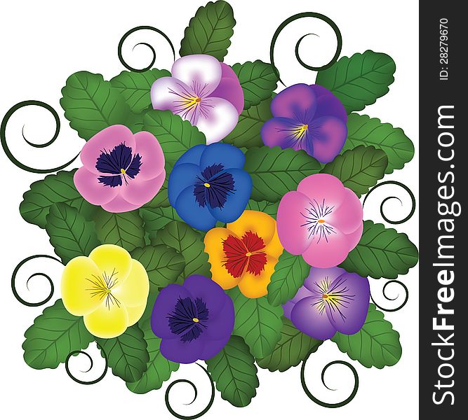 Pansies bouquet with swirls. Vector illustration