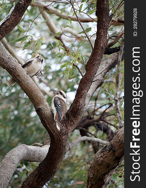 Two blue-winged kookaburra perched on a eucalyptus tree branch (dacelo leachii), Australia