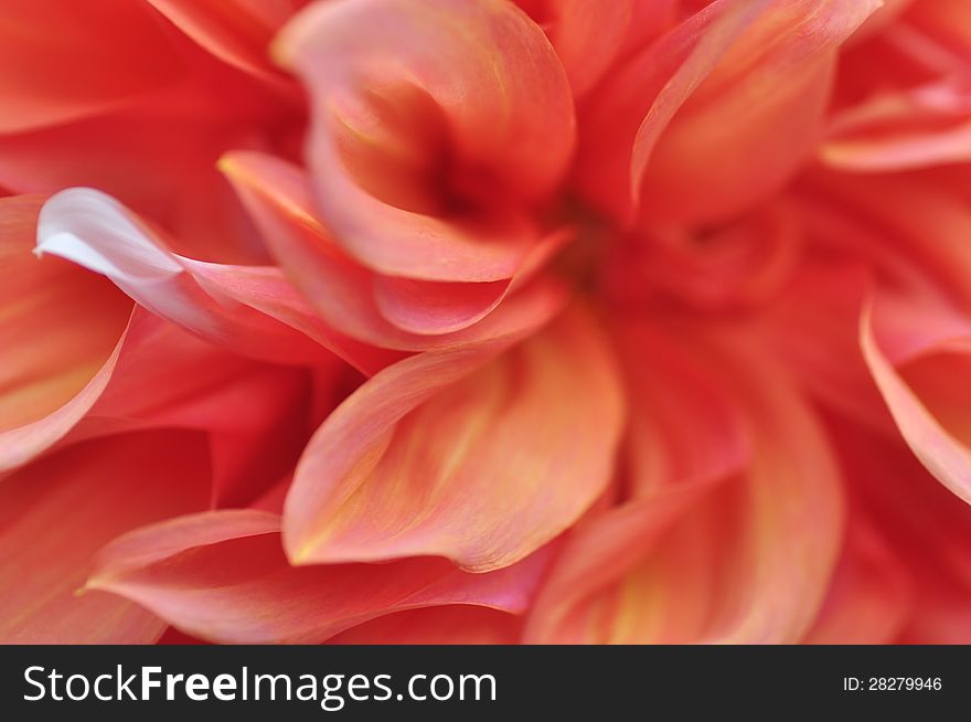 Close-up of a single dahlia bloom