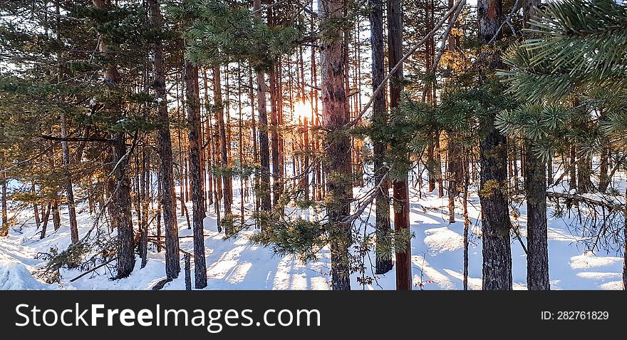 sunset on snow at evergreen wood