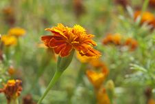 The Marigolds Flowers Royalty Free Stock Images The Marigolds Flowers Royalty Free Stock Images