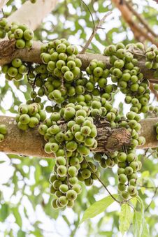 Fig Fruit Stock Photos