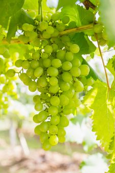 Green Grapes On The Vine Royalty Free Stock Photo