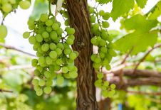 Green Grapes On The Vine Stock Images Green Grapes On The Vine Stock Images