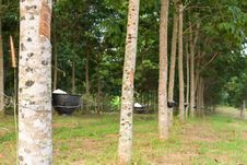 Tapping Latex From Rubber Tree Royalty Free Stock Images Tapping Latex From Rubber Tree Royalty Free Stock Images