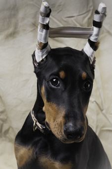 Doberman Pinscher Puppy Portrait Royalty Free Stock Photo Doberman Pinscher Puppy Portrait Royalty Free Stock Photo