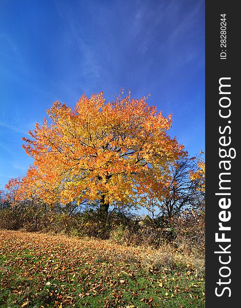 A vibrant cherry tree on a beautiful sunny fall day. A vibrant cherry tree on a beautiful sunny fall day