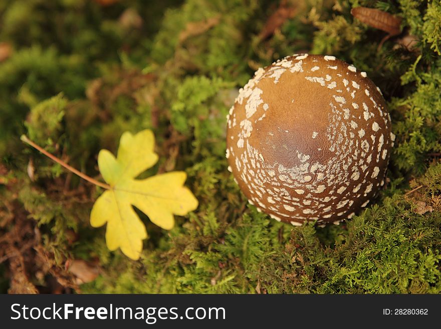 A lovely vivid red but poisonous mushroom in green moss with a yellow fallen leaf. A lovely vivid red but poisonous mushroom in green moss with a yellow fallen leaf.