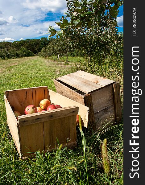 Photo of apples in a broken apple crate. Photo of apples in a broken apple crate