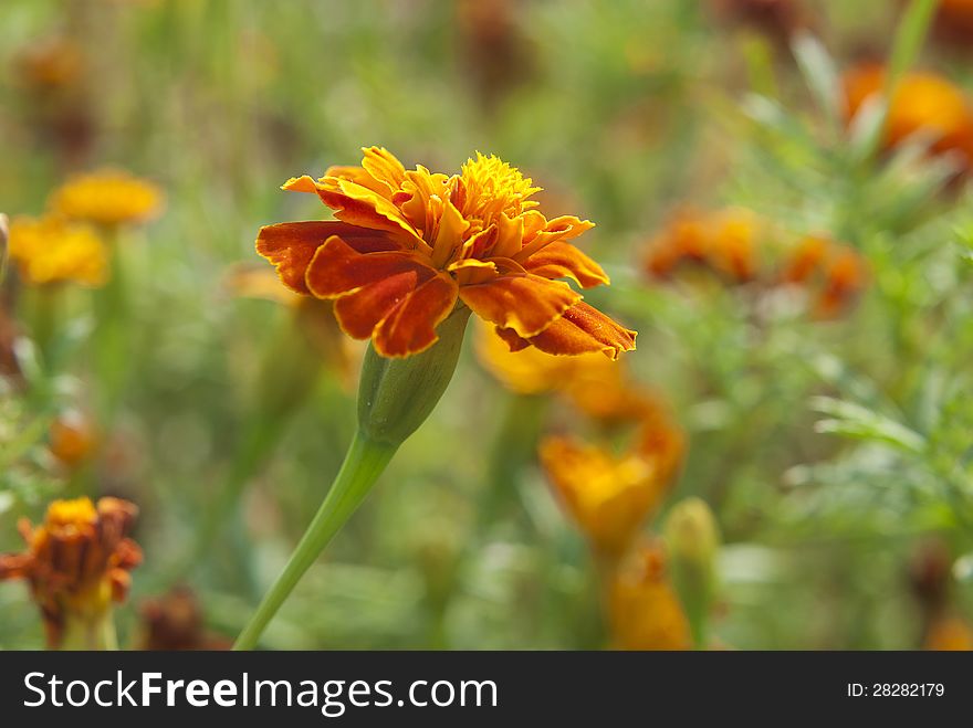 The marigolds tagÃ©tes summer flowers. The marigolds tagÃ©tes summer flowers