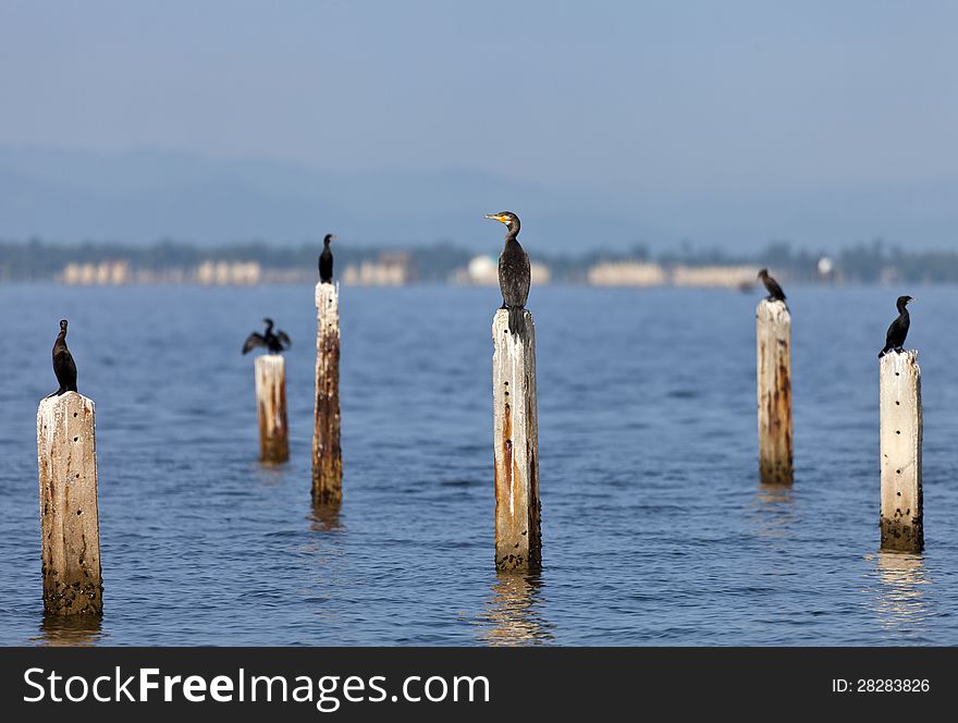 A Great Cormorant on post