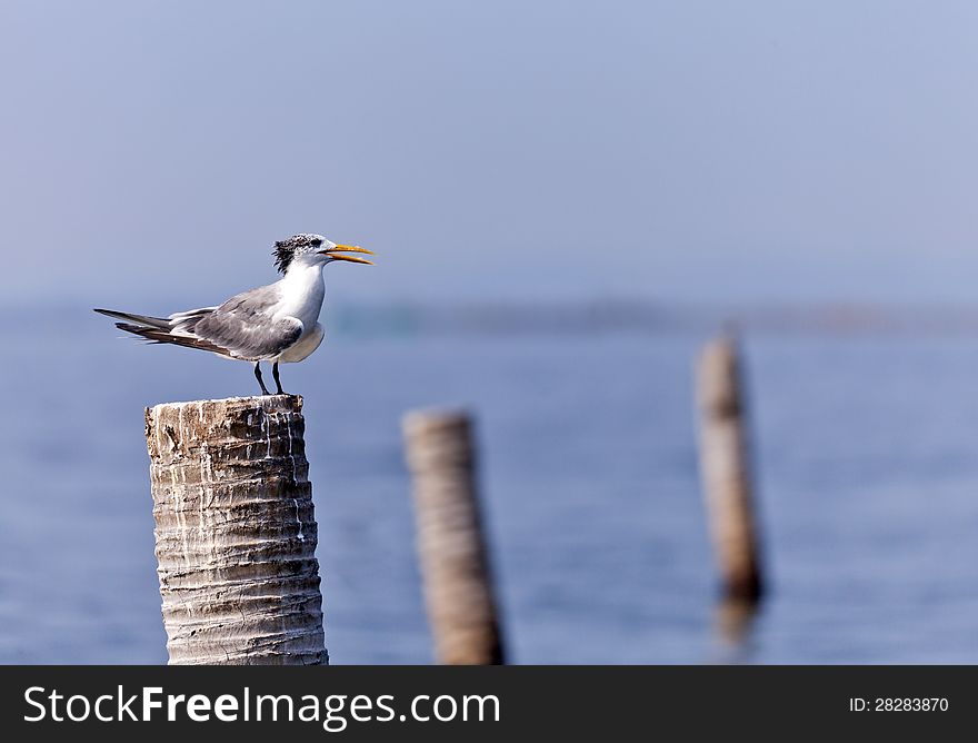 A Great Crested Tern on coconut stub.