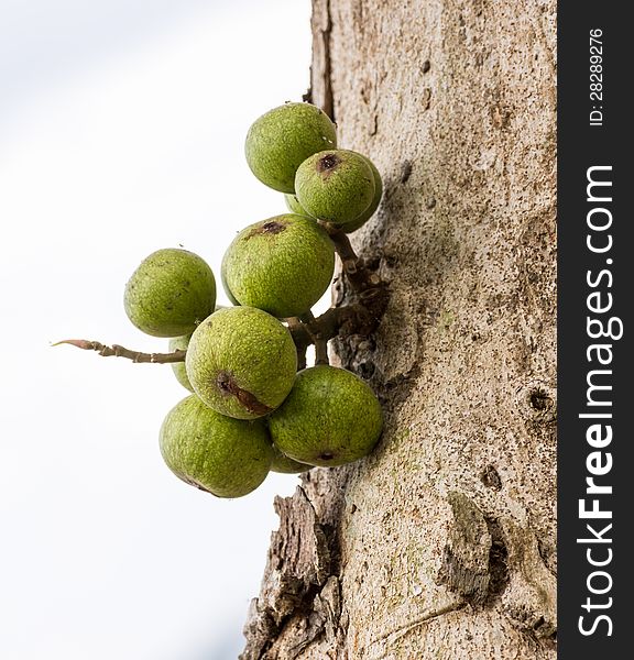 Green Fig fruit on  tree  in Thailand