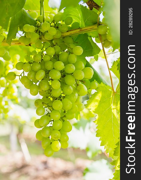 Green Grapes on the vine  in vineyard before harvest