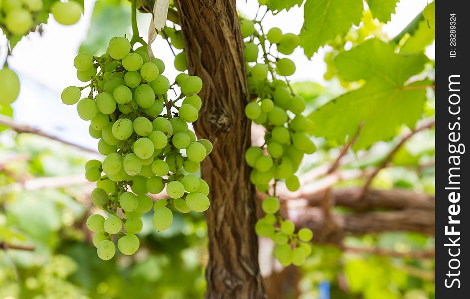 Green Grapes on the vine  in vineyard before harvest
