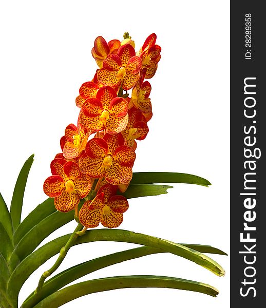 Orange Orchid