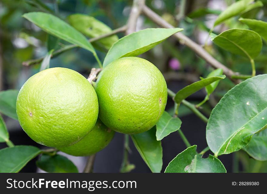 Pomelo fruit