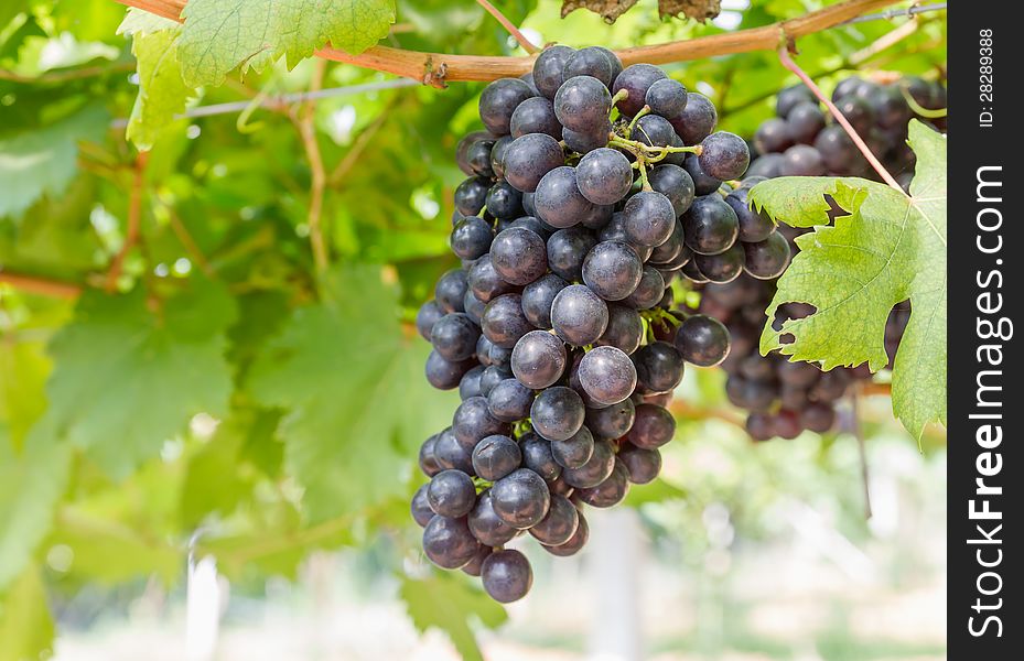 Red Grapes on the vine  in vineyard before harvest