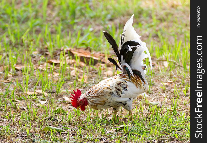 White Bantam on grass in Countryside from thailand