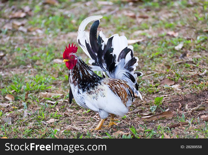 White Bantam on grass in Countryside from thailand