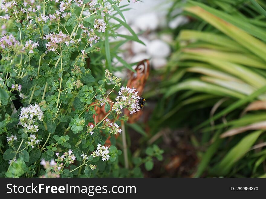 Bumblebee Bombus terrestris sits on oregano flowers Origanum vulgare, next to flowers of Hemerocallis fulva in July.