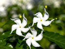 Jasmine Flowers. Royalty Free Stock Photo