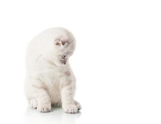 Kitten Of Scottish Fold Breed Stock Image