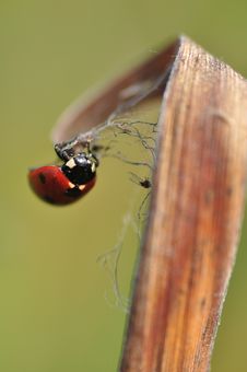 Seven-spot Ladybird Stock Photo