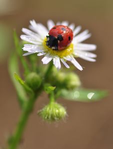 Seven-spot Ladybird Stock Image Seven-spot Ladybird Stock Image