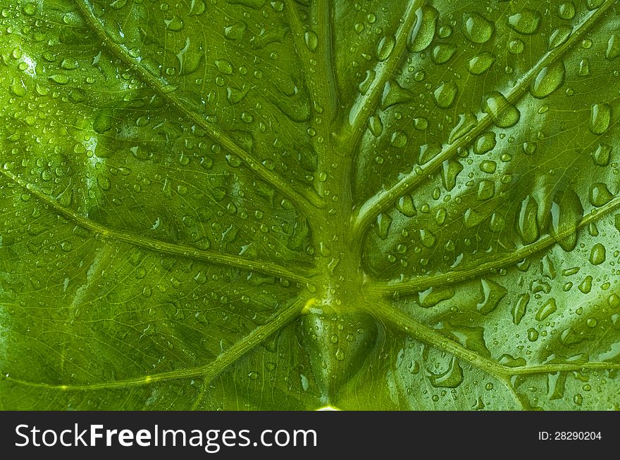 Green leaf with raindrops, background