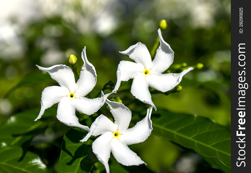 Jasmine flowers. Three flower on a green background.