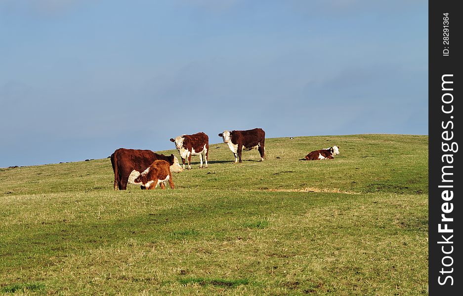 Cattle grazing in an English Meadow with young suckling Heifer. Cattle grazing in an English Meadow with young suckling Heifer