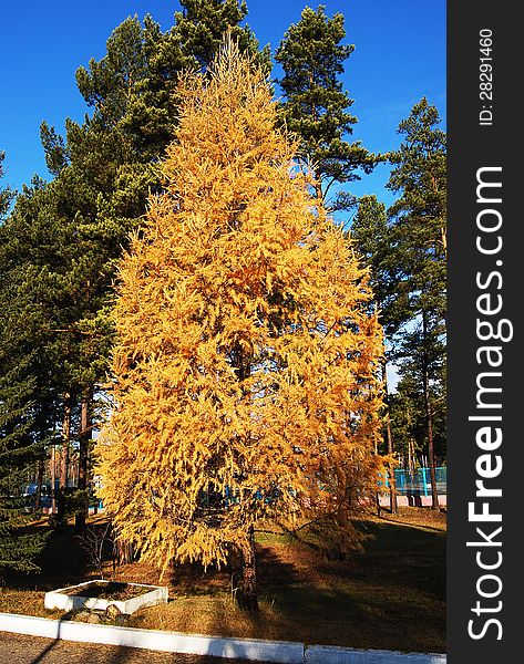 Lonely Siberian larch in Autumn. Lonely Siberian larch in Autumn