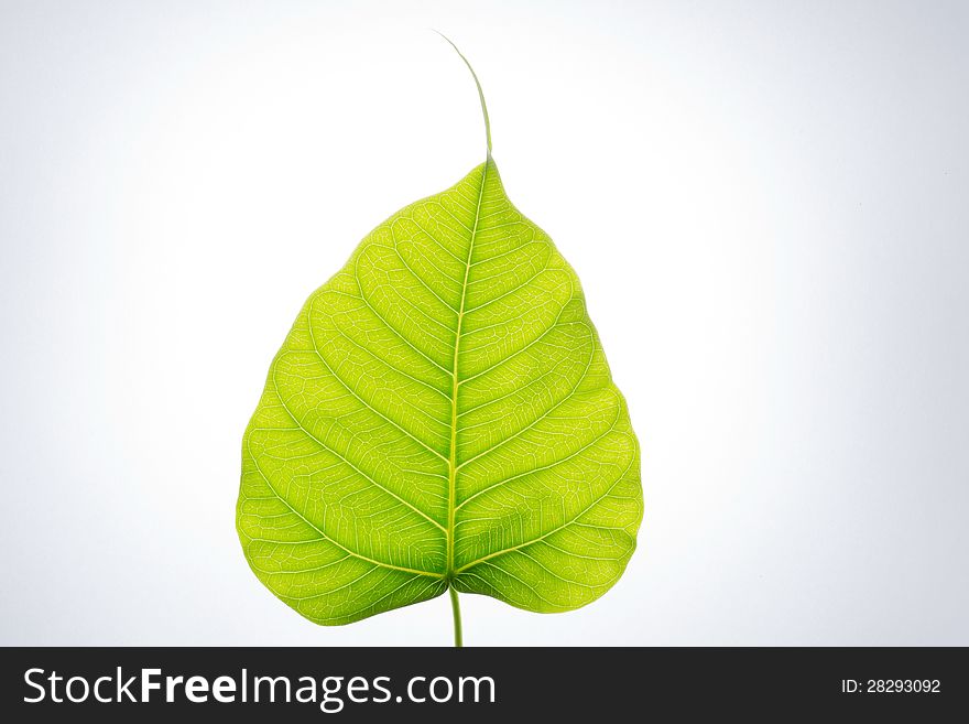 Bodhi leaf in white background